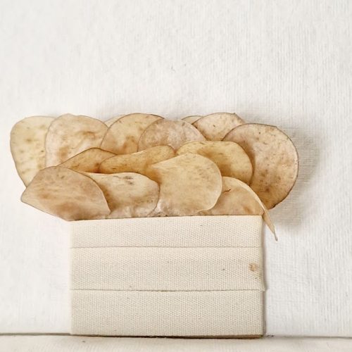 Prendido Novio de Lunaria